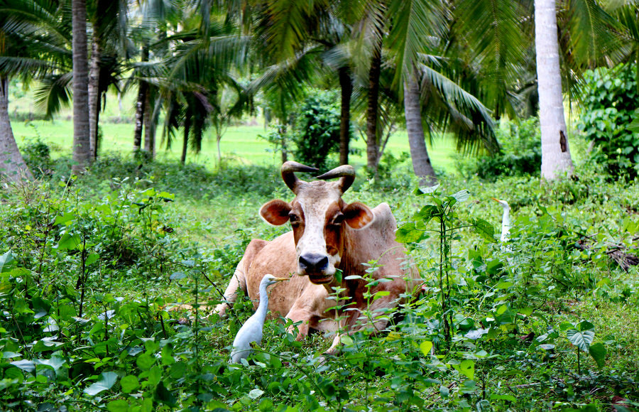 A cow resting in lush pasture